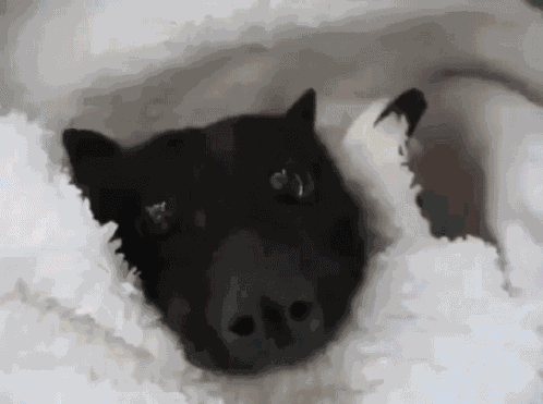 Funny Bat Haha GIF