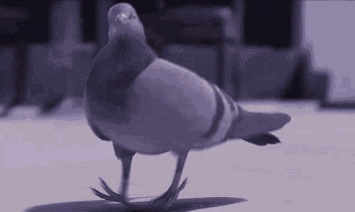Funny Bird Dancing Pigeon GIF