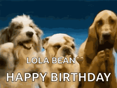 Funny Birthday Funny Happy Birthday GIF