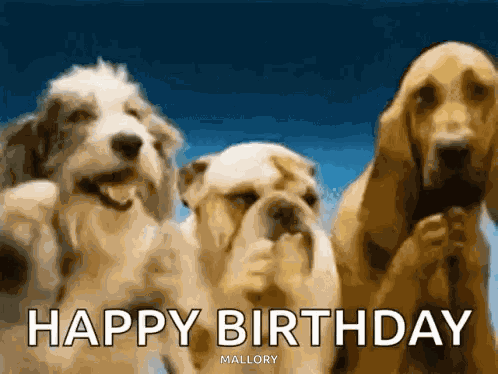 Funny Birthday Funny Happy Birthday GIF