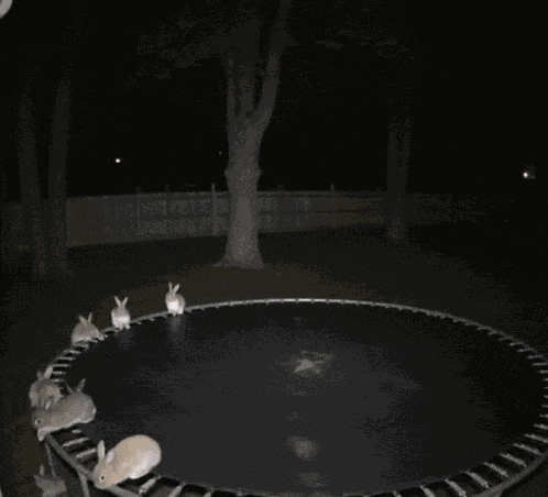 Funny Bunnies GIF
