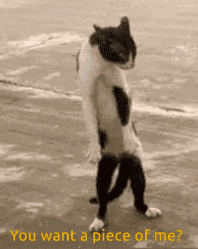 Funny Cat Cat GIF