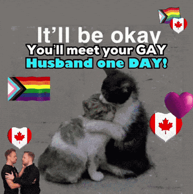 Funny Cat GIF