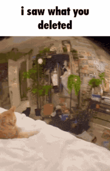 Funny Cat GIF