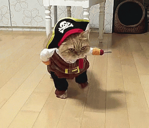 Funny Cat GIF