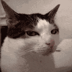 Funny Cat GIF