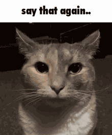 Funny Cat GIF