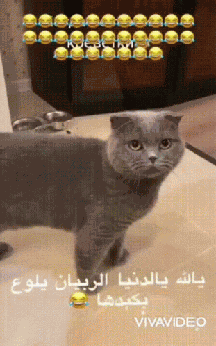Funny Cat GIF