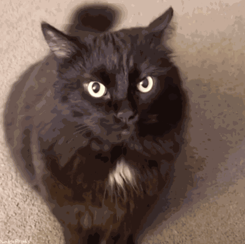 Funny Cat GIF