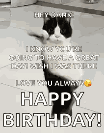 Funny Cat GIF