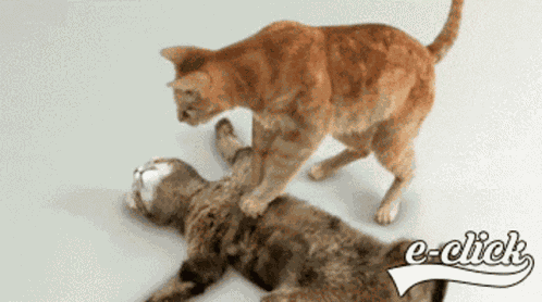 Funny Cats Funny Animals GIF