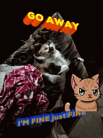 Funny Cats Omg GIF