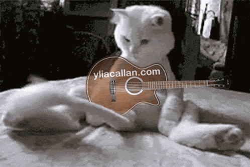 Funny Cats GIF