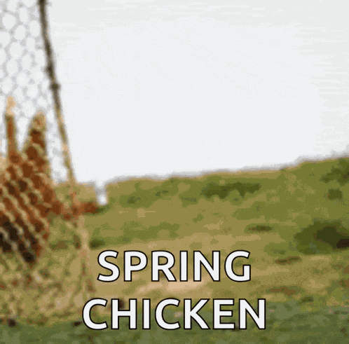Funny Chicken GIF