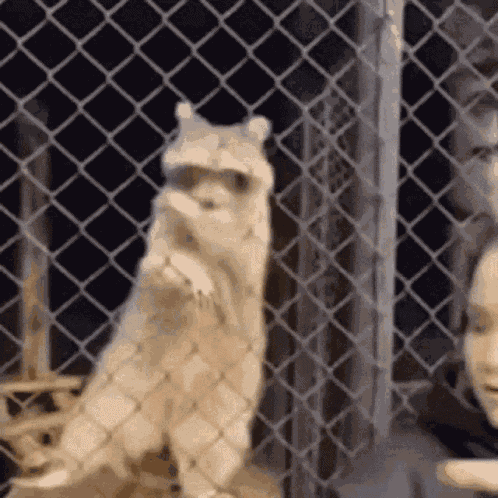 Funny Dance GIF