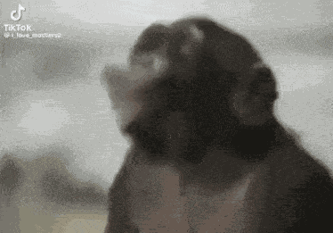 Funny Dancing Monkey GIF