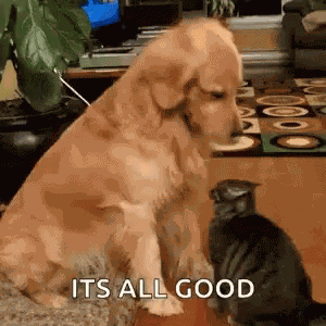 Funny Dog GIF