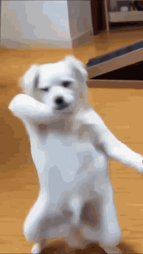 Funny Dog Dance Dancing Dog GIF