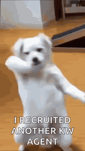 Funny Dog Dance Dancing Dog GIF