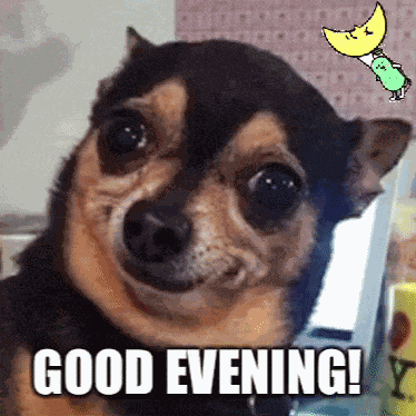 Funny Dog Face Meme Dog GIF