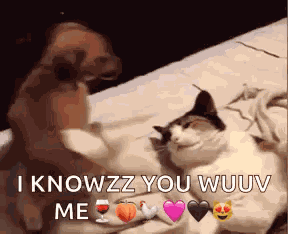 Funny Dog Piles On Cat GIF