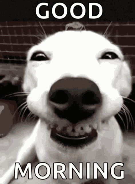 Funny Dogs Cute GIF