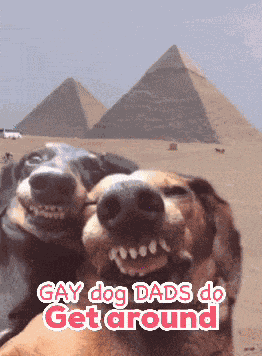 Funny Dogs Pet Me GIF
