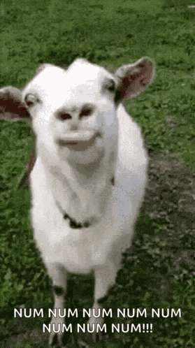 Funny Face GIF