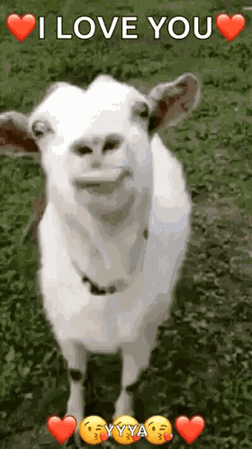 Funny Face Goats GIF