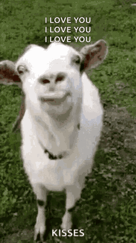 Funny Face Goats GIF