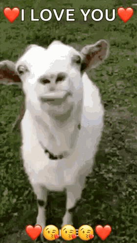 Funny Face Goats GIF