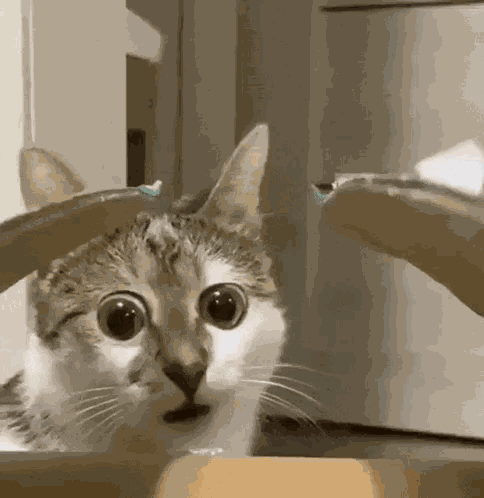 Funny Funny Cat GIF