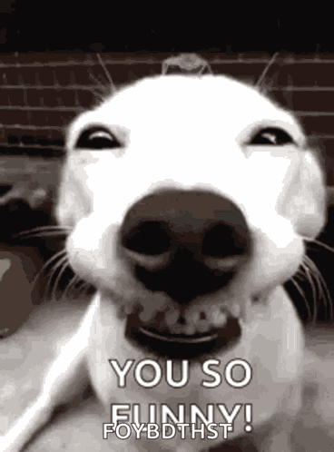 Funny Laughing GIF