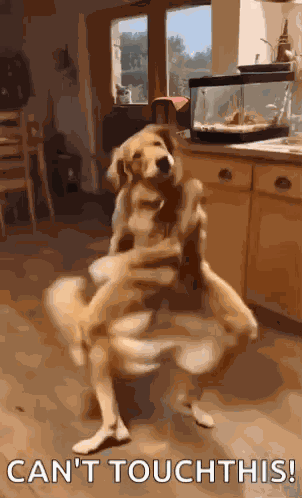 Funny Memes GIF