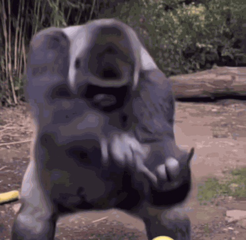 Funny Monkey GIF