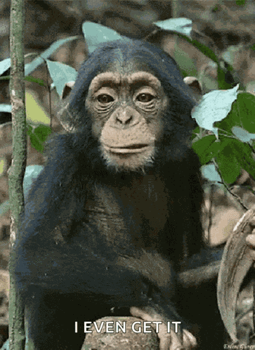 Funny Monkey Eat GIF