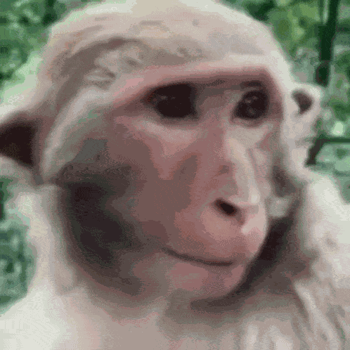 Funny Monkey GIF