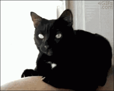 Gag GIF