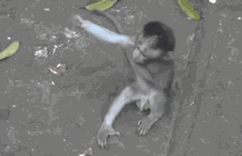 Gag Funny GIF