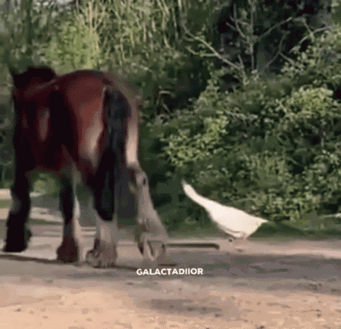 Galactadiior GIF
