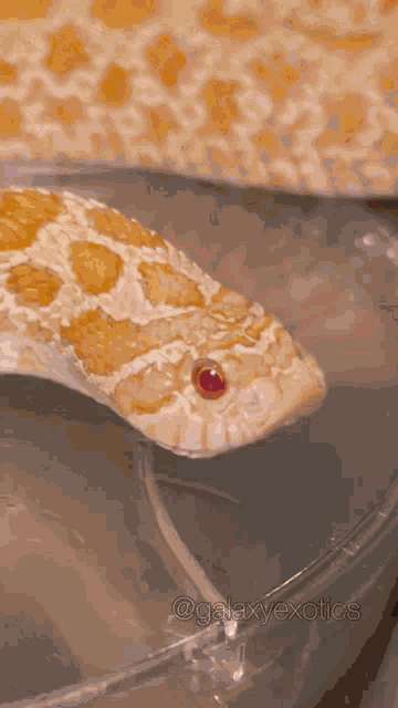 Galaxyexotics Snake GIF