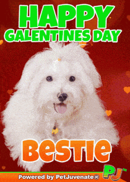 Galentines Day Vday GIF