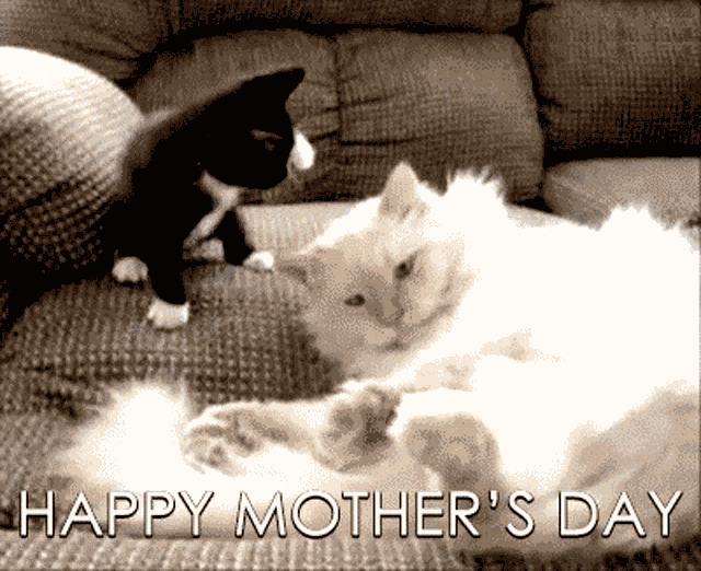 Gappy Mothers Day Cat GIF