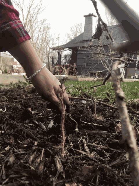 Gardening Springtime GIF