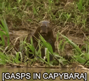 Gasps In Capybara Meme GIF