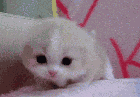 Gatinho GIF