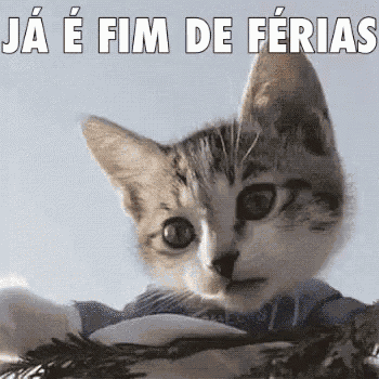 Gatinho, Mão No Rosto, Putz, Já é Fim De Férias GIF