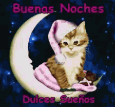 Gato Buenas Noches GIF
