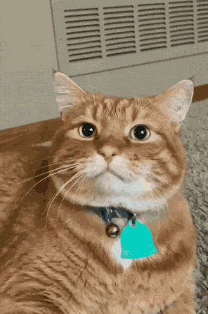 Gato Cat GIF