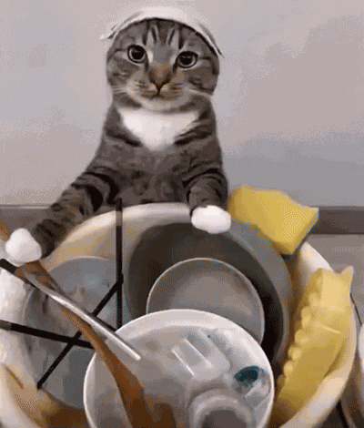 Gato Cat GIF